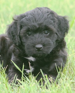 Miniature poodle puppy
