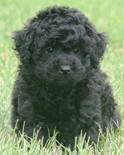Miniature poodle puppy