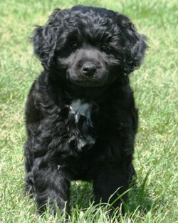 Miniature poodle puppy