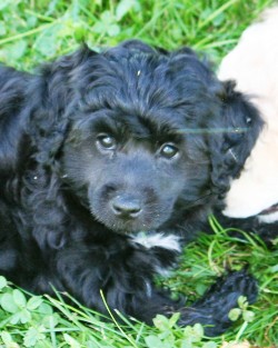 Miniature poodle puppy