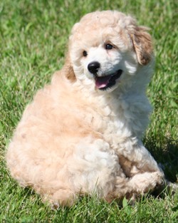Miniature poodle puppy