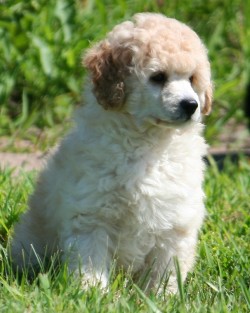 Miniature poodle puppy