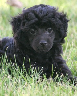 Miniature poodle puppy