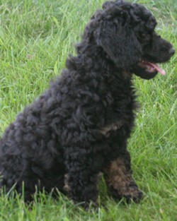 Miniature poodle puppy