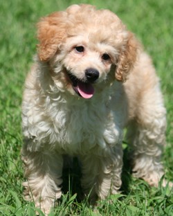 Miniature poodle puppy